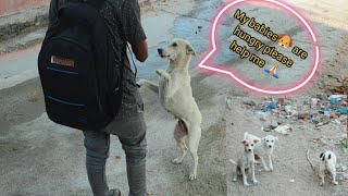Mother Dog asking food for her puppies 🐶|| mother dog carries food for her puppies