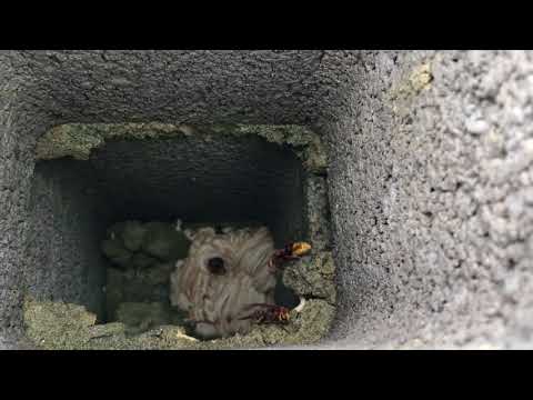 Looking into a Hornets Nest