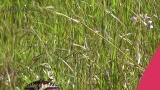 ♥ "For the Good Times" - by The Lettermen