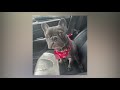 French Bulldog 'Hugo' stolen at gunpoint from a San Antonio park, following nationwide trend