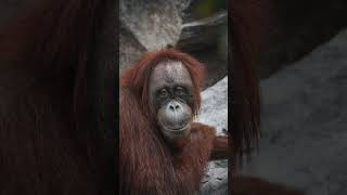 Download lagu Kehidupan Orang Utan #shorts #shortsvideo #viral #animals #orangutan #wildlife mp3 Download lagu Kehidupan Orang Utan #shorts #shortsvideo #viral #animals #orangutan #wildlife mp3