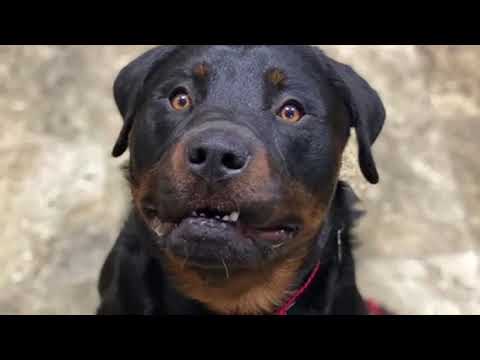 Bean, an adopted Rottweiler in Redmond, WA_image-1