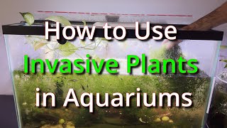 How to Use Invasive Plants in Aquariums