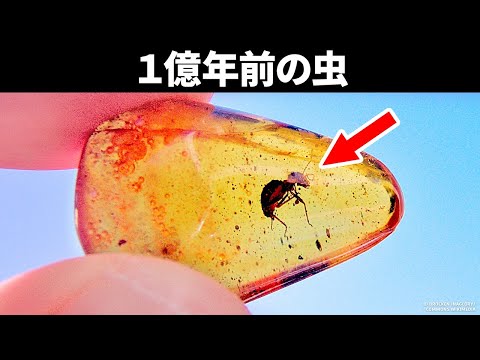 恐竜時代のダニ琥珀