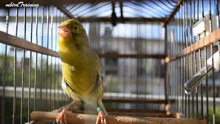 Download lagu Temui OLAF!! Kenari Timbrado Spanyol - Lagu Pelatihan Kenari mp3 Download lagu Temui OLAF!! Kenari Timbrado Spanyol - Lagu Pelatihan Kenari mp3