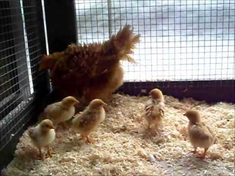 download lagu mp3 mp4 Ch 5612 Villmergen, download lagu Ch 5612 Villmergen gratis, unduh video klip Ch 5612 Villmergen