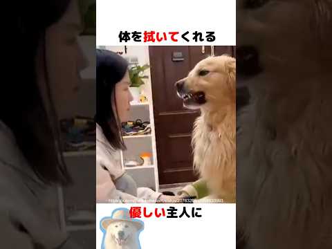 謝ることができるレトリバー