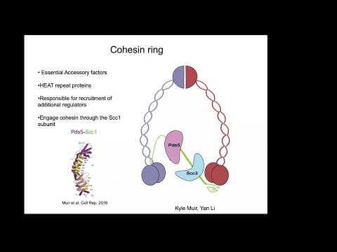 Prof. Daniel Panne: Structural insights into genome folding by CTCF and cohesin 