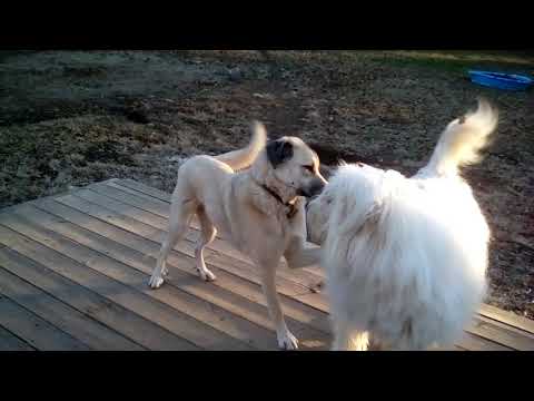 Wyn in CT - adopted, an adopted Great Pyrenees & Anatolian Shepherd Mix in Milford, CT_image-1