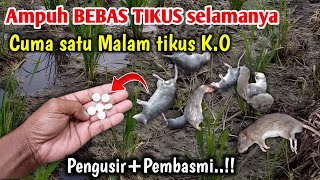 Download lagu MENGERIKAN Cara cepat membasmi Hama tikus Cara membasmi Hama tikus di sawah mp3
