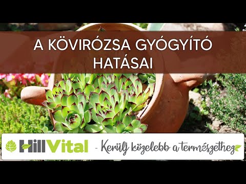 A kövirózsa gyógyító hatásai - HillVital