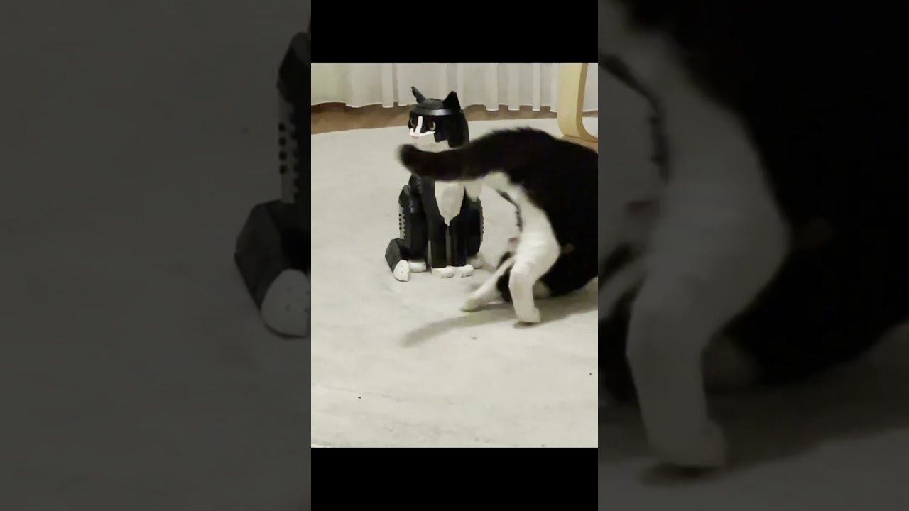 Tuxedo Cat vs. LEGO Tuxedo Cat #lego #cat