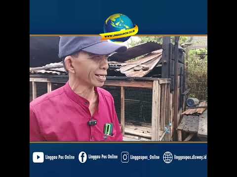 Cerita Pemilik Kandang Ayam yang Terbakar Saat Lebaran