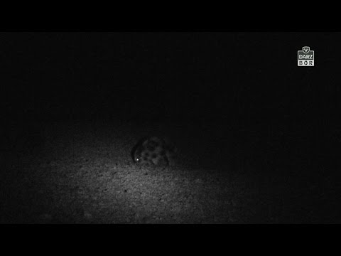 Darz Bór odc 124 - Nocne polowanie na dzika