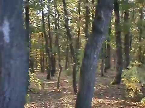 PEISAJ DE TOAMNA - DEALU NISTOIULUI - DOLJ