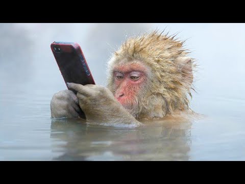 Les vidéos d'animaux les plus drôles qui vous feront mourir de rire 🤣 funny animal video 2025 ever !