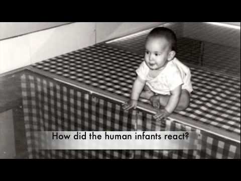 Visual Cliff 7th period