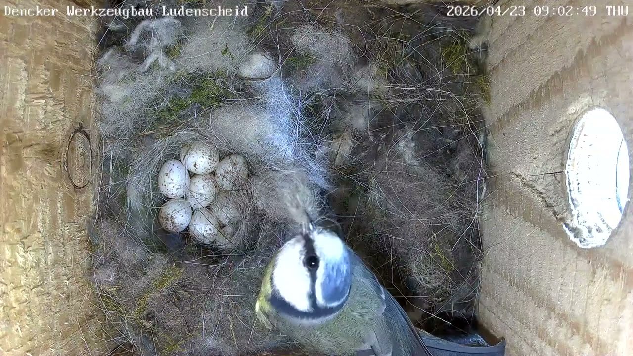 Blaumeise klaut Nistmaterial & totale Gagafizierungen | 23.04.2026