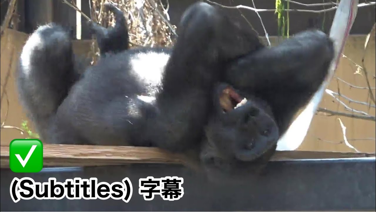 Kintaro is now able to produce beautiful drumming sounds. ｜Momotaro family , gorilla
