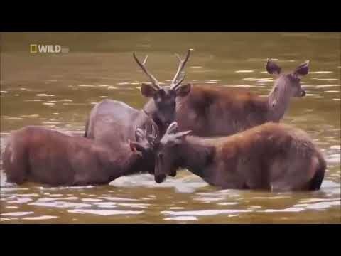 Documentário animais selvagens da tailândia, Documentário Animal Planet, de animais selvagens