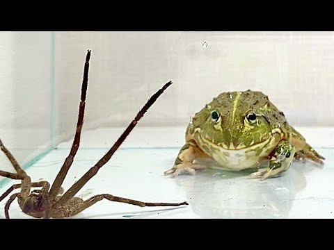 Who are the strongest hunters, frogs and spiders? Before the boss music reverberates ...