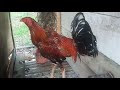 AYAM BANGKOK PUKUL SARAF Ayambangkok Ayambangkokindonesia Ayambangkoksuper