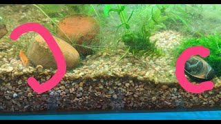 [問題] 極火仔蝦成長速度很快嗎？
