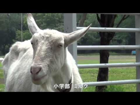 恋するフォーチュンクッキー 相模女子大学ver.