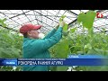 Уже третью выборку урожая огурцов провели в Гомельском районе 