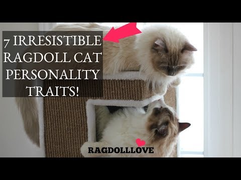 7 Irresistible Ragdoll Cat Personality Traits (That'll Make You Want One!)