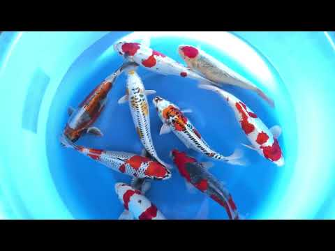 JKS-122 Aokiya nisai mix