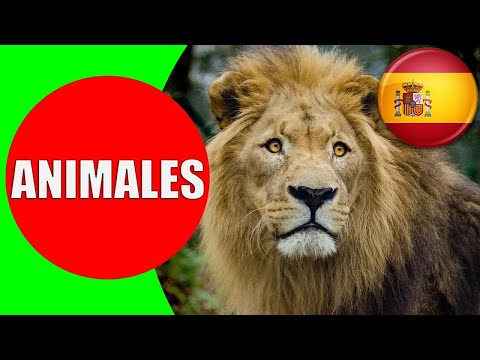 ANIMALES para Niños - Sonidos y Nombres de Animales en Español