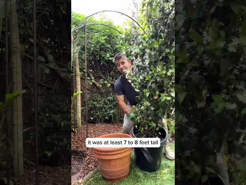 Designing a Flowering Jasmine Garden with Farmer Nick