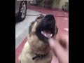 Eyy, gtfo outta here dog meme