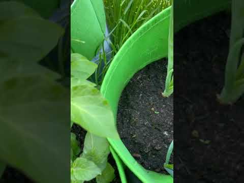 Pflanzsack Kartoffeln 10.06.2021