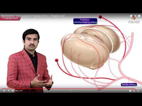 Gross anatomy of Thalamus (Part 2) - Thalamic nuclei, Blood supply | USMLE Step 1