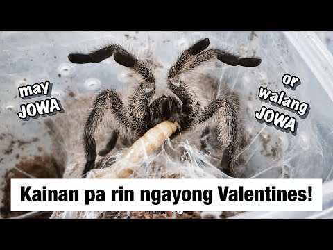 Chill at SPTV ngayong Valentines kahit wala kang jowa🤗