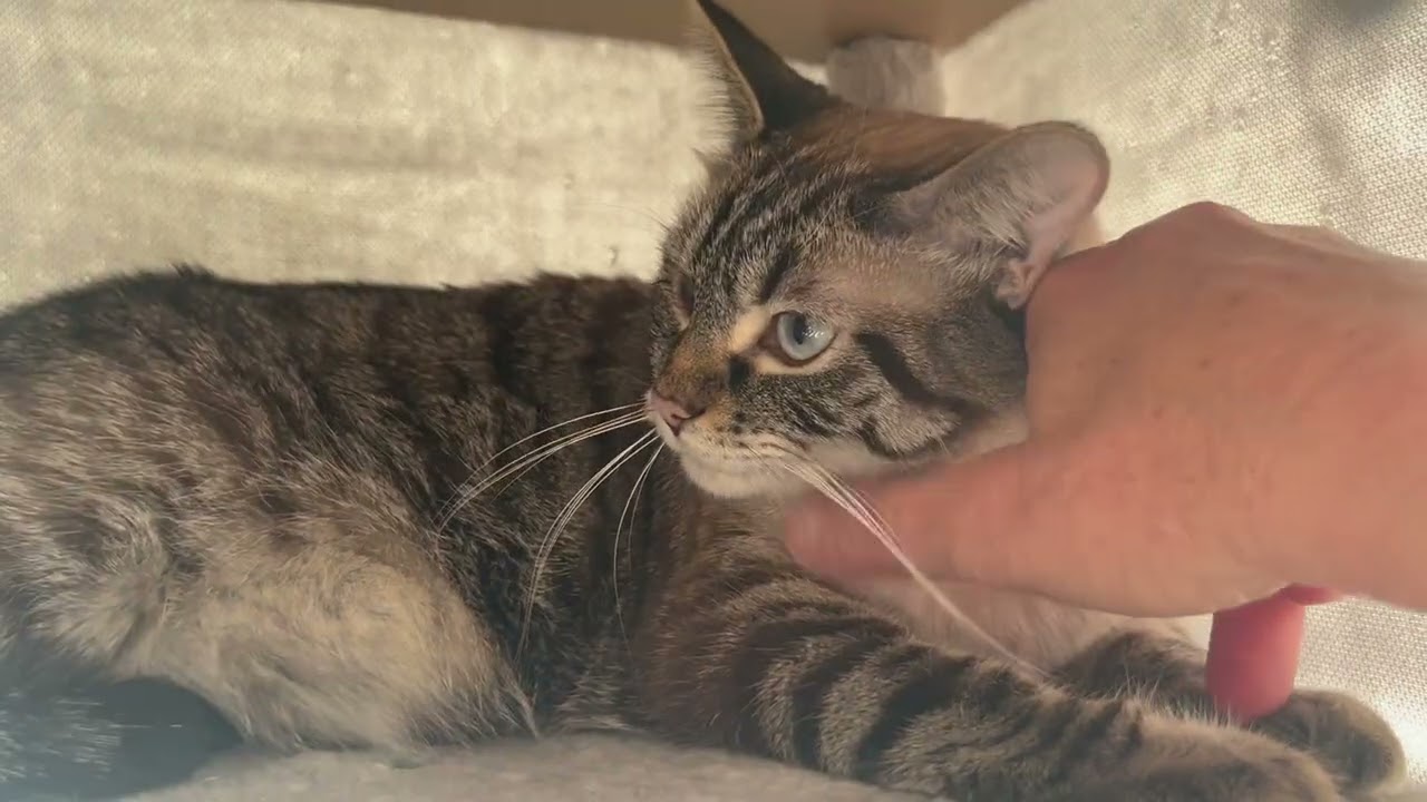 Ms. Olivia Iris, a ADOPTABLE mixed breed in Eagle Point, OR video 2/3