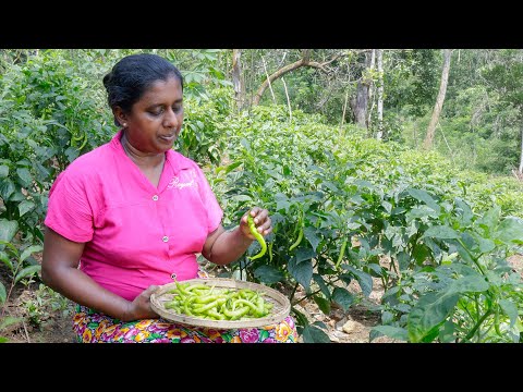 Green Chilli sauce!🌶Crispy green chillies coated in egg yolk. .village kitchen recipe