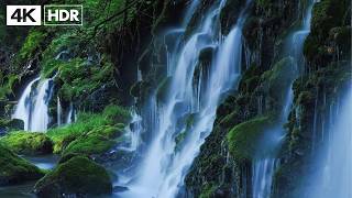 Calming Music for the Nervous System 🌿 Relaxing Music & Nature Sounds for Sleeping, Stress Relief