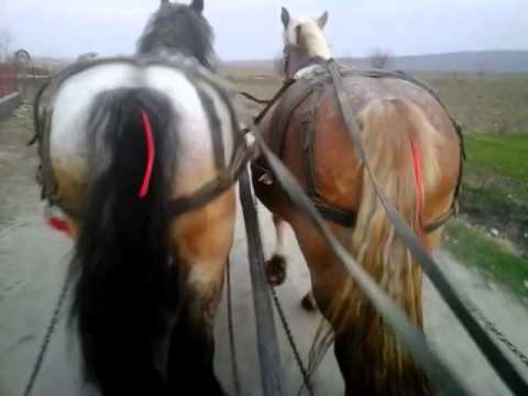 IEPE GRELE DE VANZATE 2014