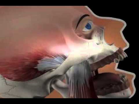 Ermittlung des Bisses beim Zahnlosen mit der Bißschablone