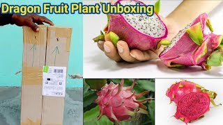 Dragon Fruit Plant Unboxing | Amazon Live Plant Unboxing | Gardening Point