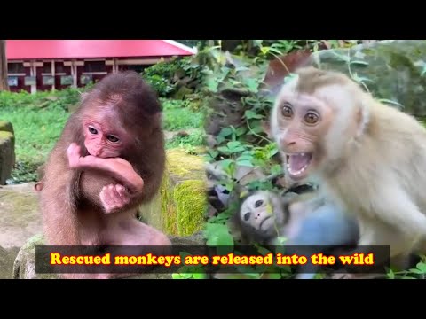Monkey rescued by animal protection organizations are filmed as they are released back into the wild
