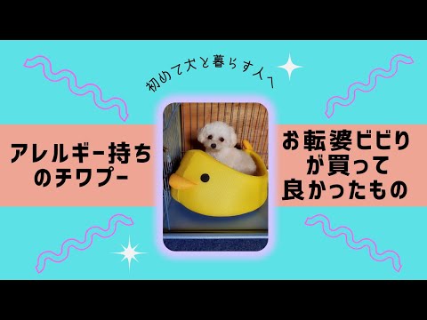 国際関係学科 【初めて犬を飼う方へ】買って便利だったもの・お散歩マナー／アレルギー持ちのワンちゃんのおやつ