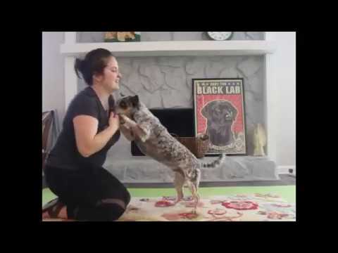 YouTube video about: How to teach a dog to fist bump?