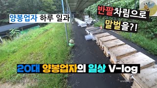 20대 양봉업자 브이로그! 젊은 양봉인의 일상. #1 말벌을 조지워싱턴