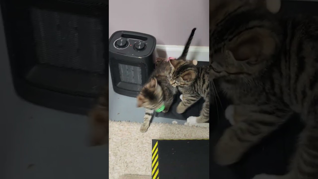 Enlarge Brontë, a Adoptable Domestic Short Hair in Boiling Springs, PA video 6/6