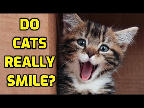 Do Cats Smile, Laugh, Or Grin When They Are Happy?