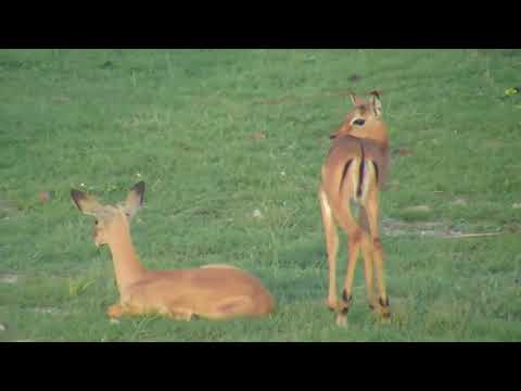 Djuma: Impalas with young ones at pan - 17:38 - 12/22/18